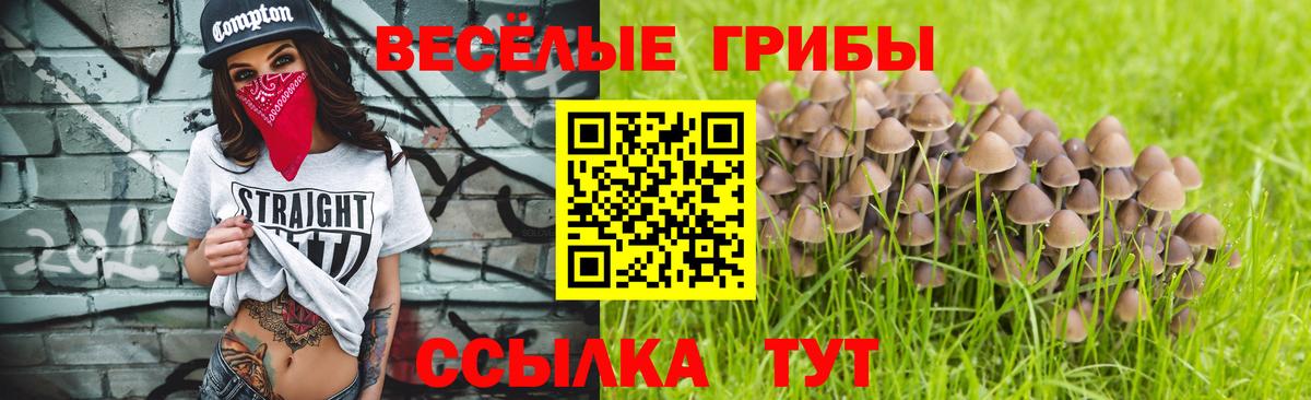 Гай  Галлюциногенные грибы MAGIC MUSHROOMS  Вход с VPN 